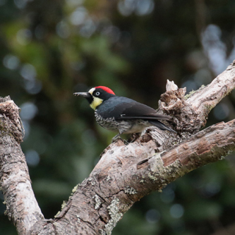 Acorn Woodpecker